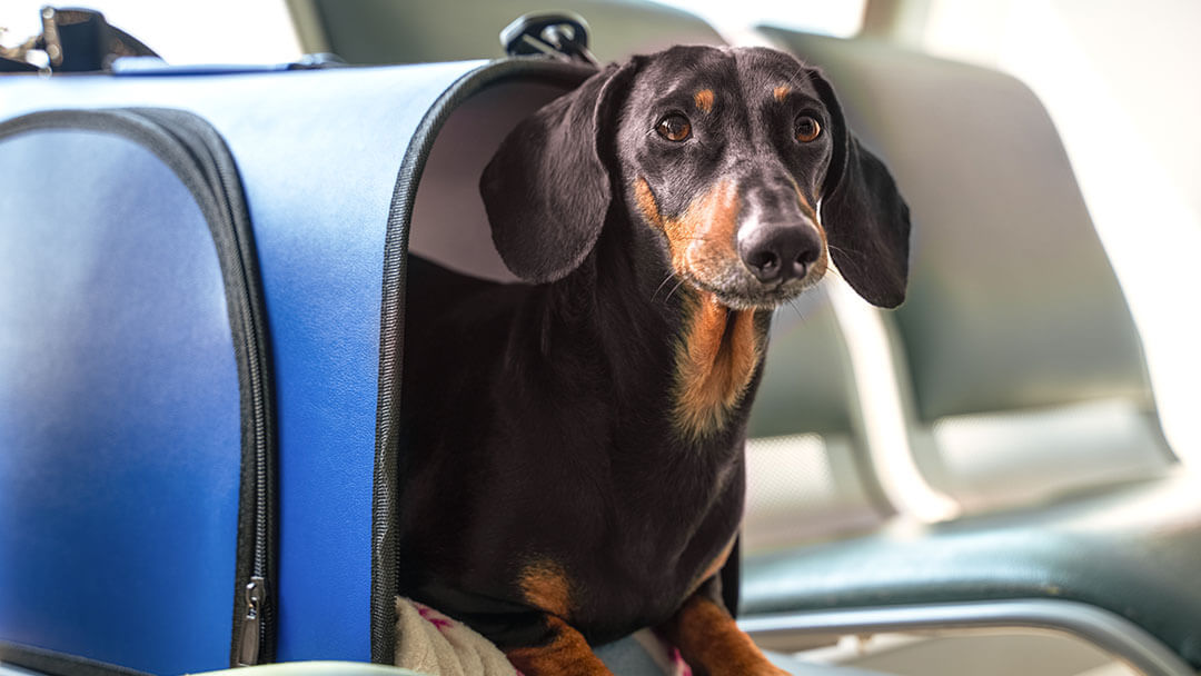 Bringing small store dog on plane